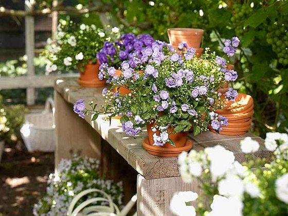 Zvončeky Campanula Addenda - fialové, modré a biele kvety