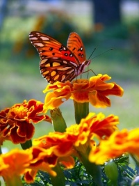 Kvet aksamietnice s motýľom