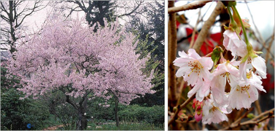 Prunus subhirtella autumnalis kvitne od jesene až do jari 
