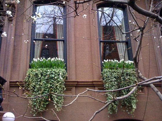 Biele tulipány v črepníkoch na oknách