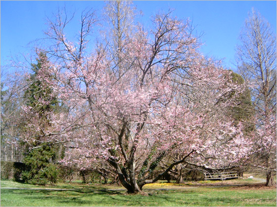 Prunus subhirtella autumnalis je široký stromček s nízko až pri zemi nasadenými konármi Prirodzený tvar však ľahko zmeníte na kmienkovú formu 